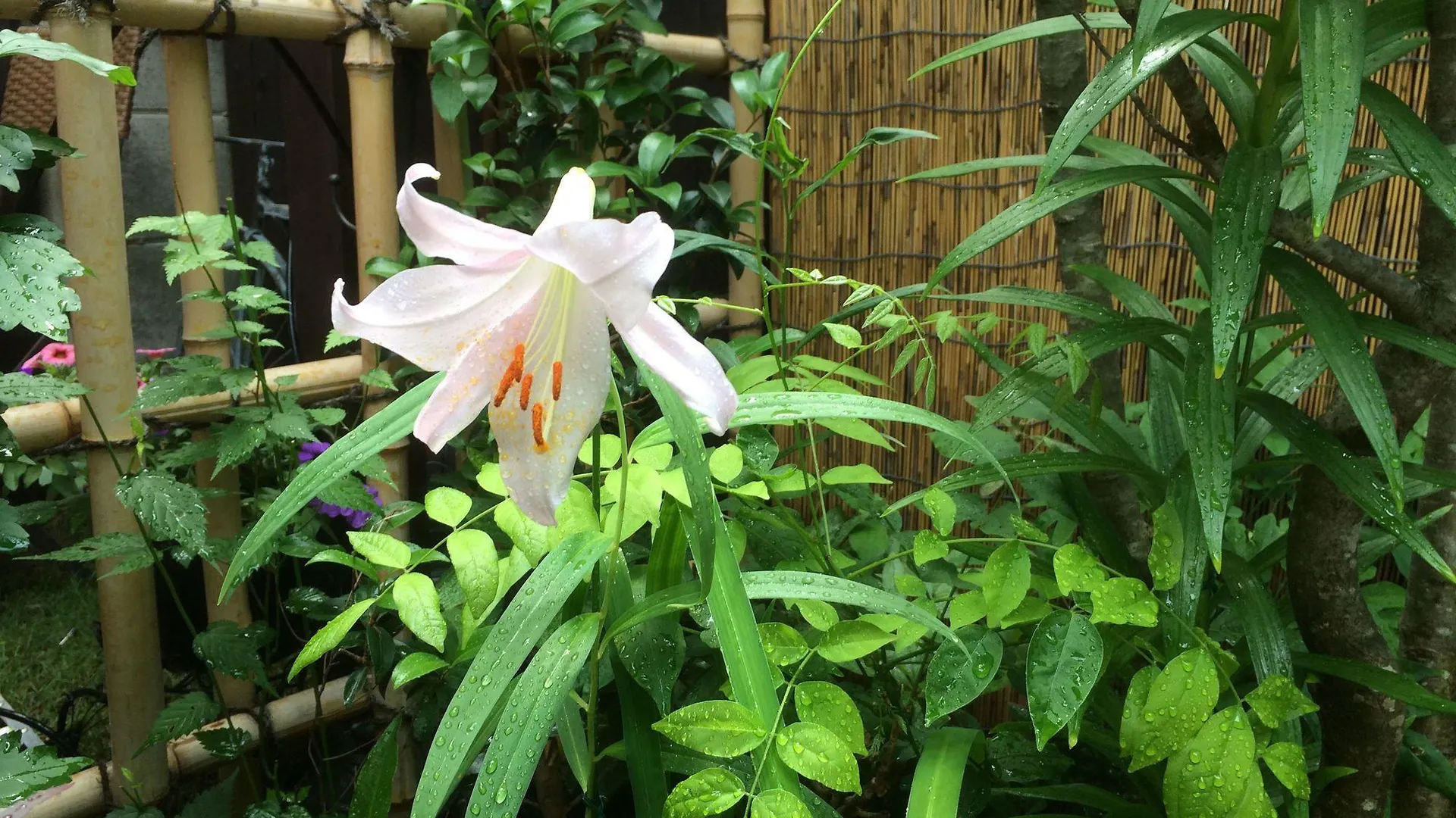 Nishijin No Sato 西陣之郷 -100 Yrs Smart & Sustainable Ai Arthouse With 10Gbps Wifi - Villa Kyoto